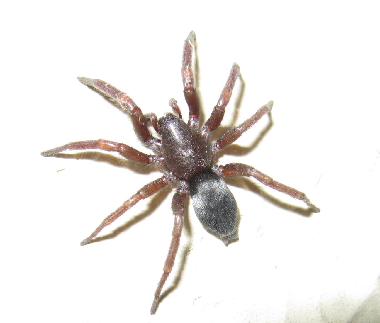 Scotophaeus sp.