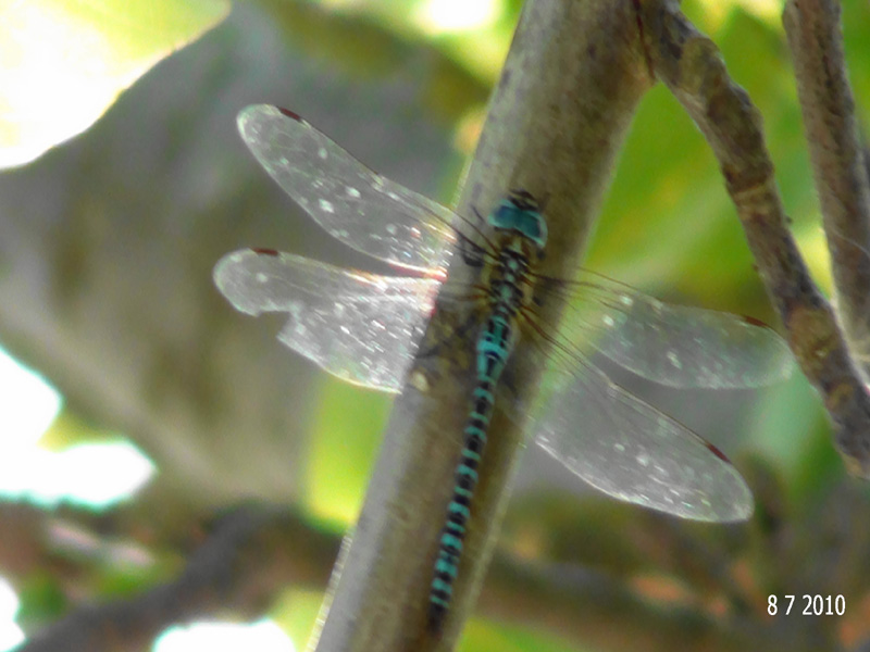 Anax imperator... sul campo