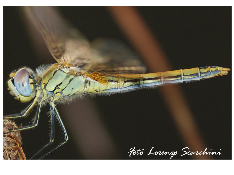 Libellula... femmina di Sympetrum fonscolombii