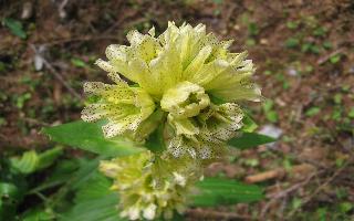 Gentiana punctata