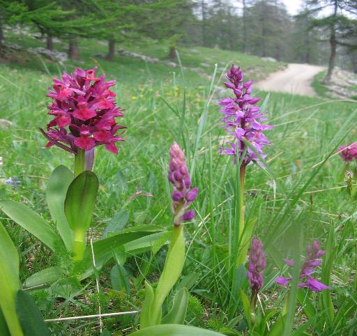 queste orchidee che nomi hanno?