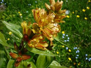 Gentiana punctata