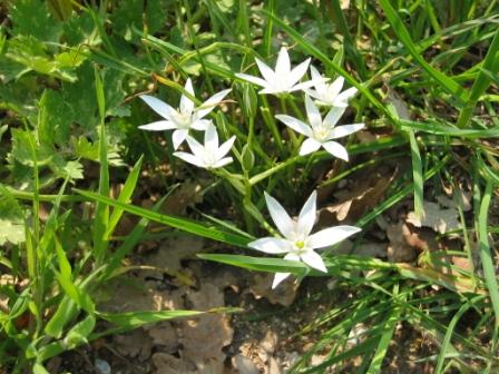 aiuto da parte di un neofita - Ornithogalum cfr. umbellatum