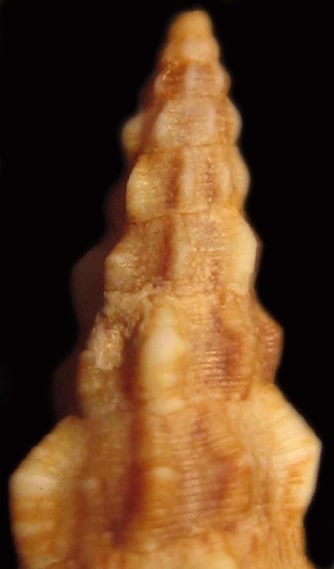 Cerithium vulgatum