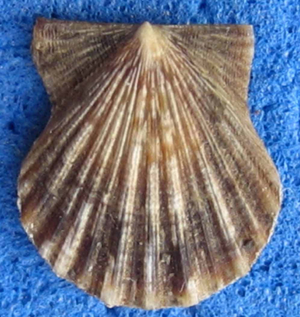 Pectinidae Chioggia