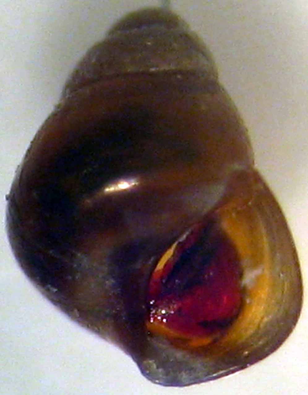 Rissoidae maltesi