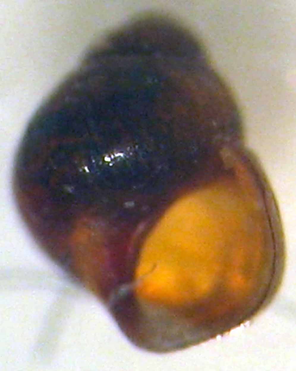 Rissoidae maltesi