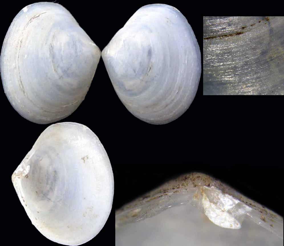 Bivalve acqua salmastra