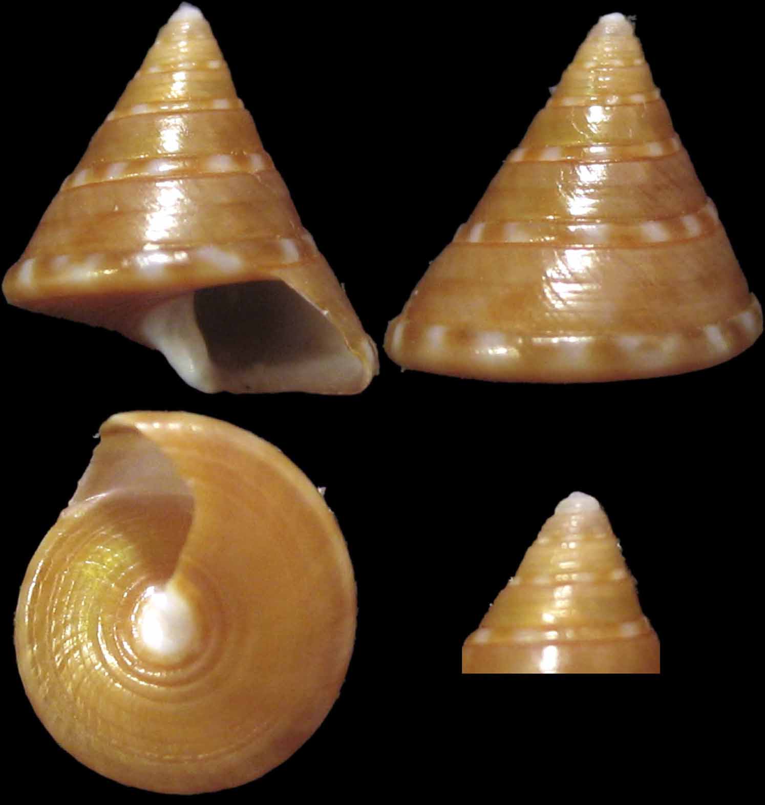 Calliostoma