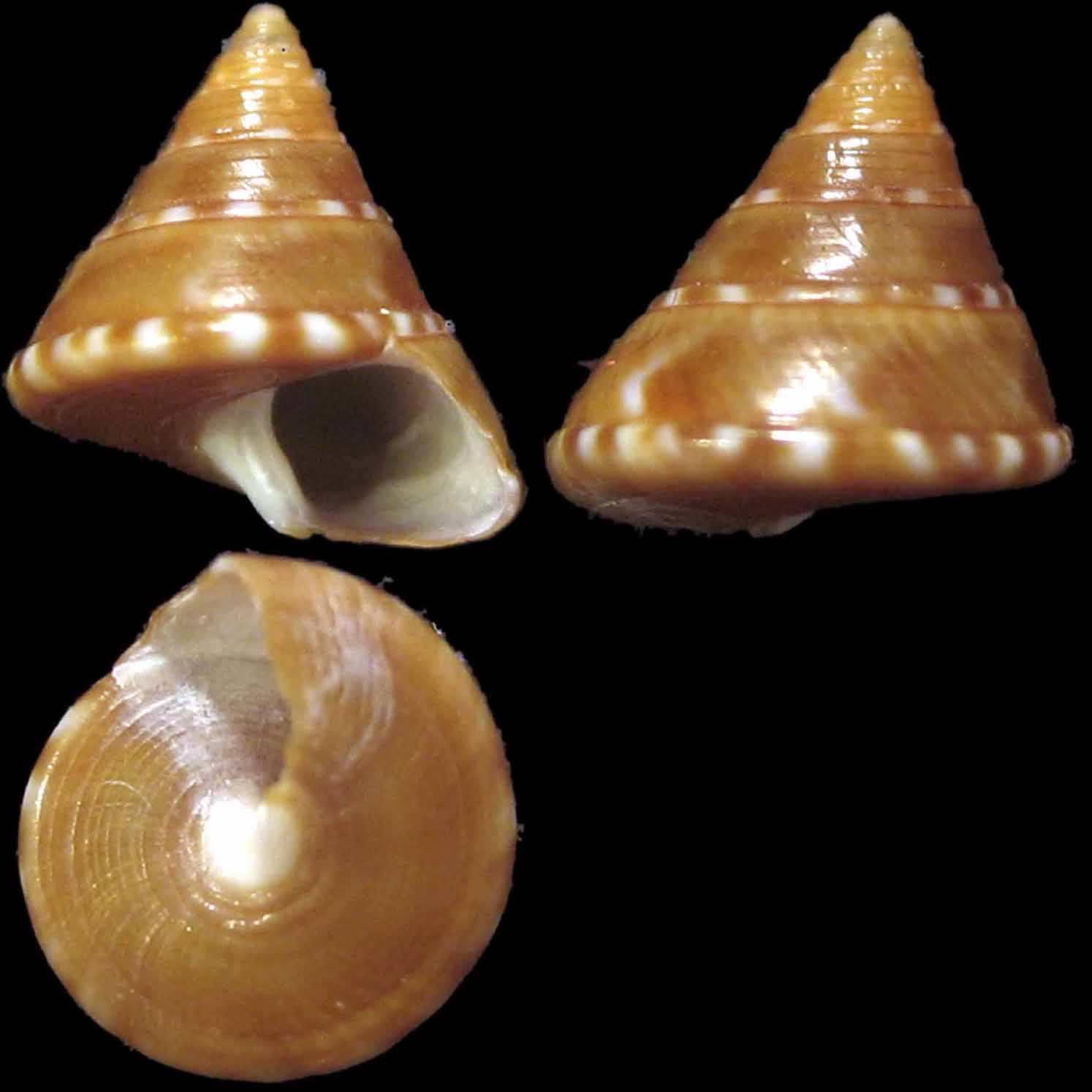 Calliostoma