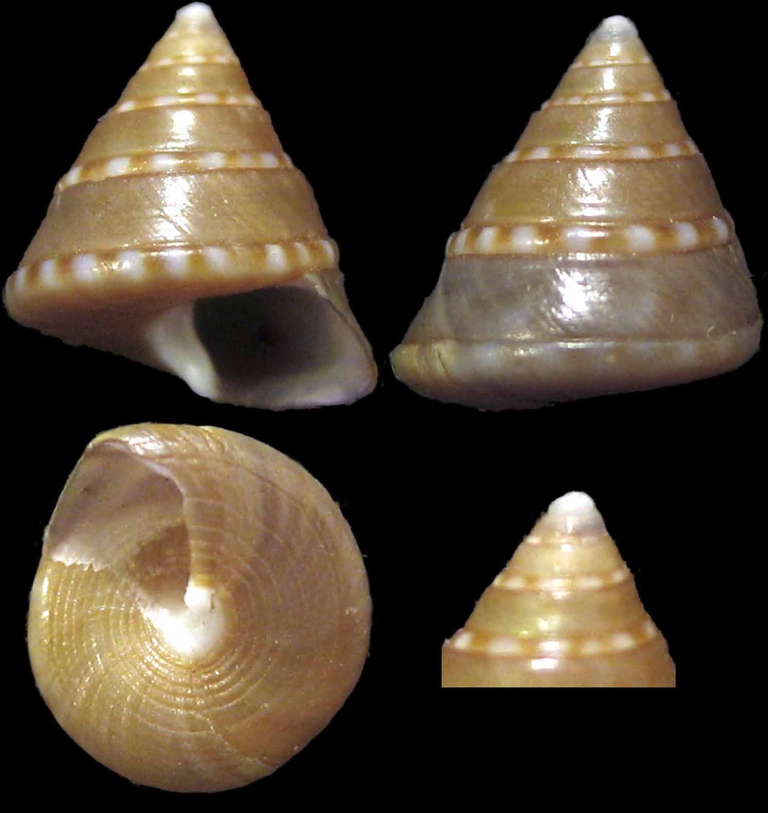 Calliostoma