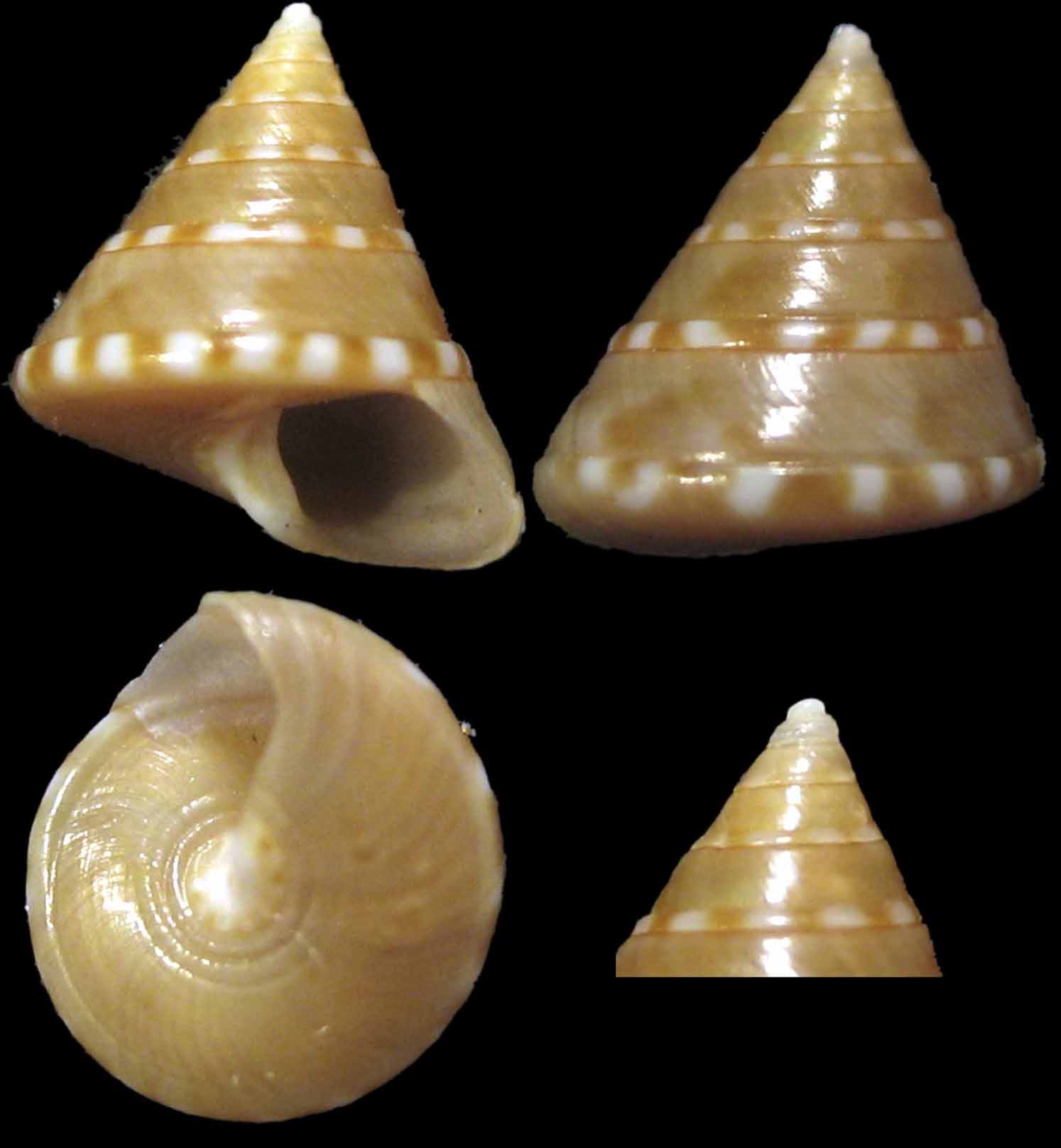 Calliostoma