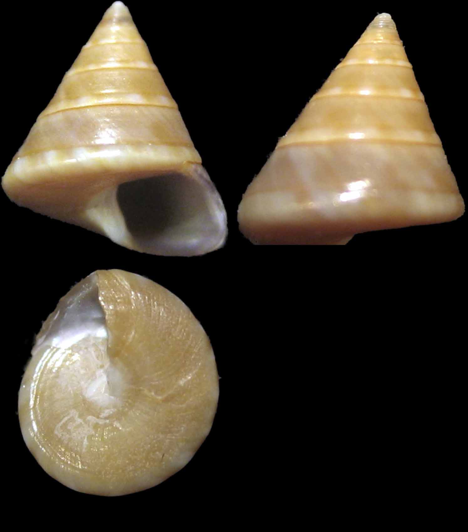 Calliostoma