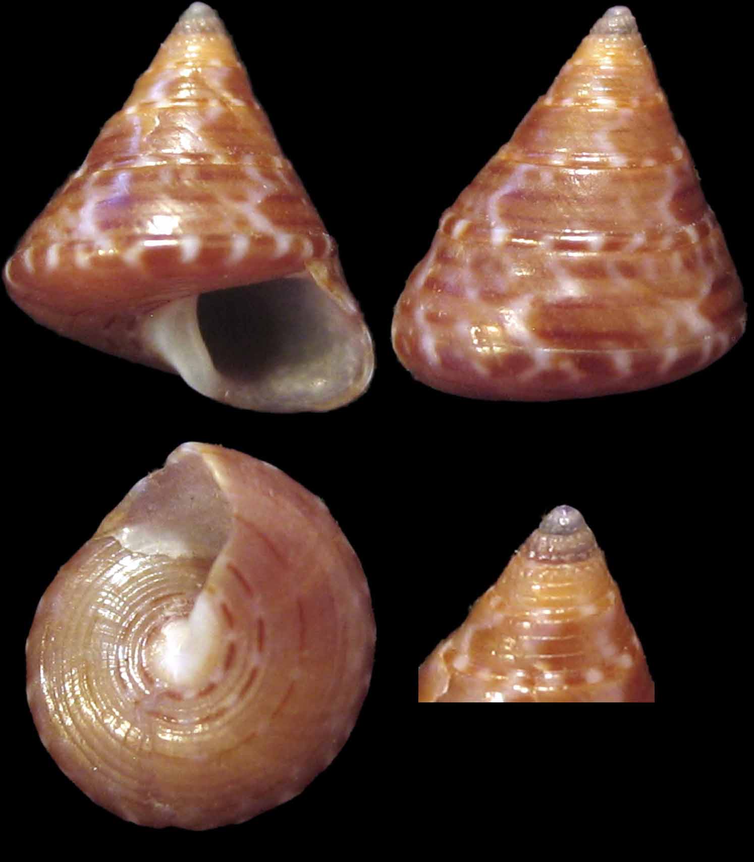 Calliostoma