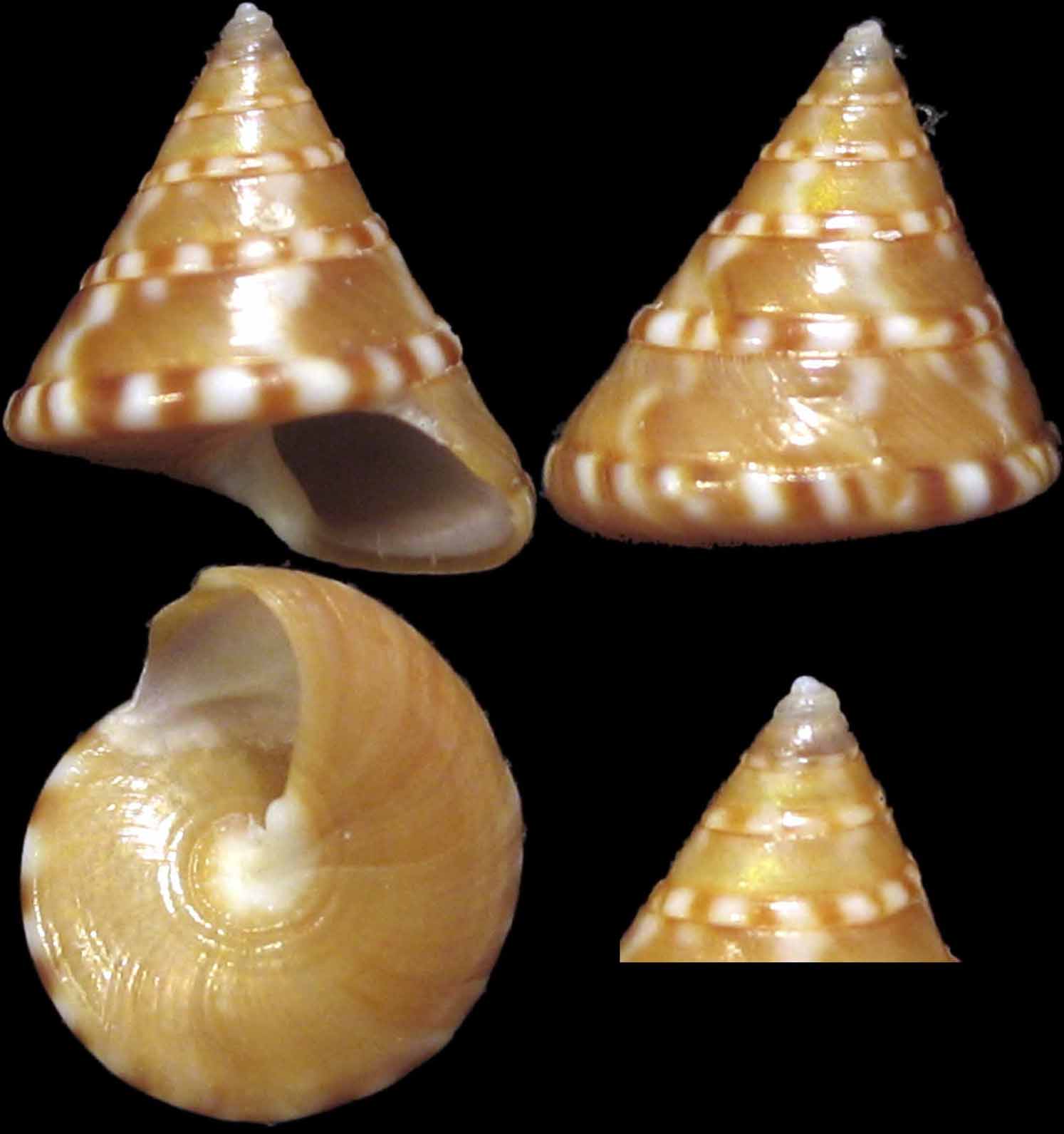 Calliostoma