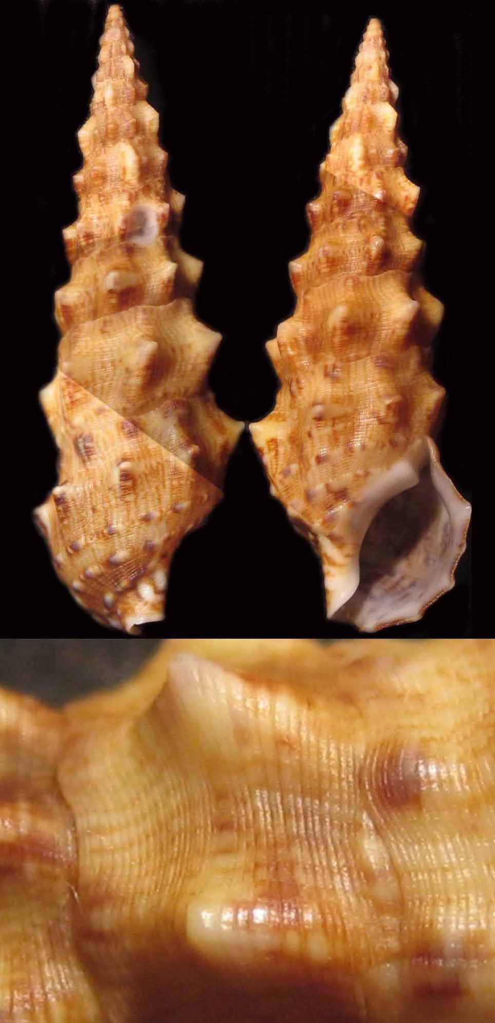 Cerithium vulgatum