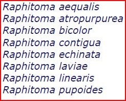 Raphitoma Capraia