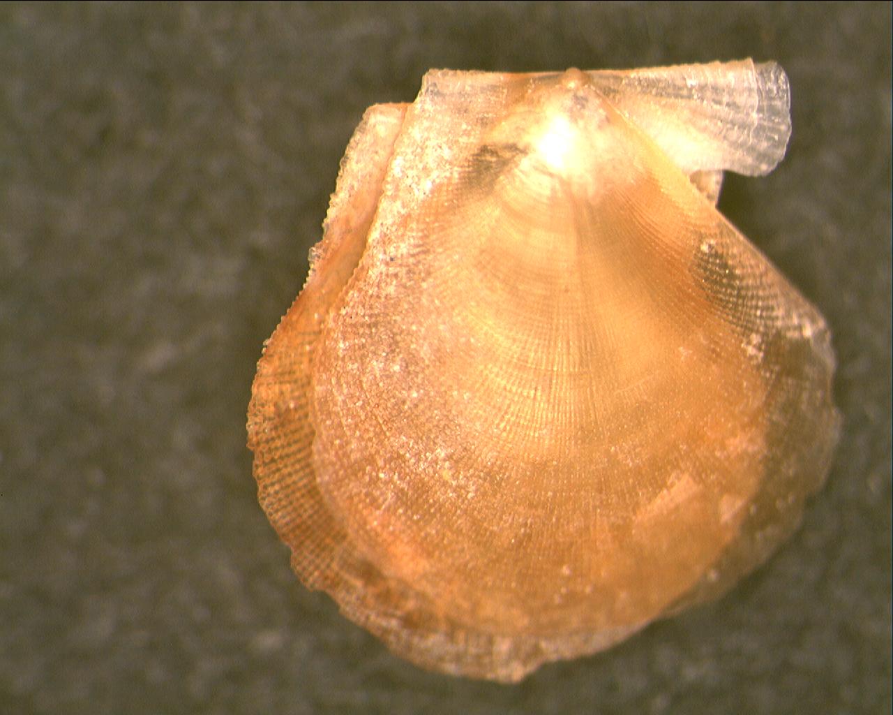 Pectinidae da Adra