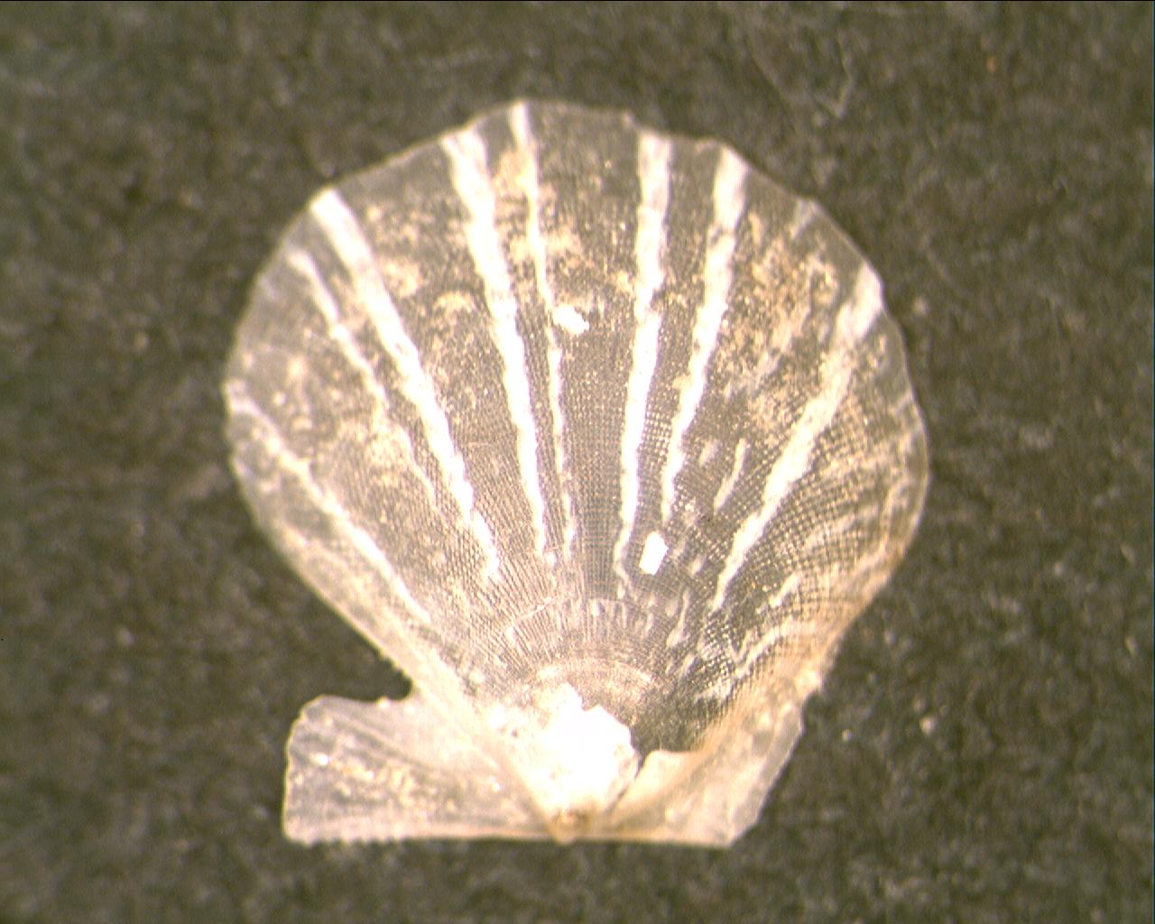 Pectinidae da Adra