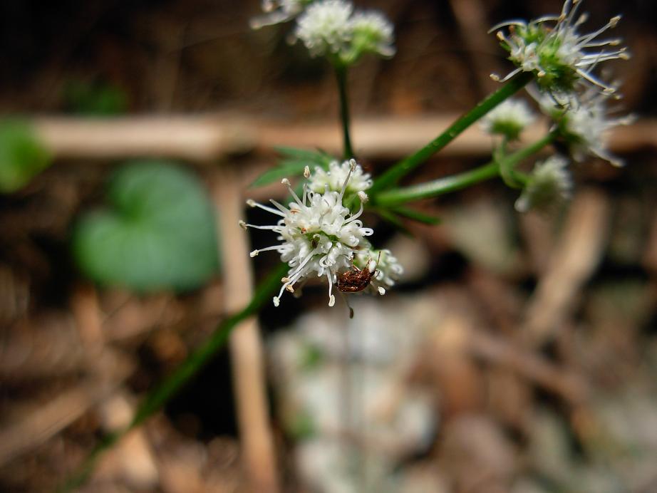 Sanicula europaea