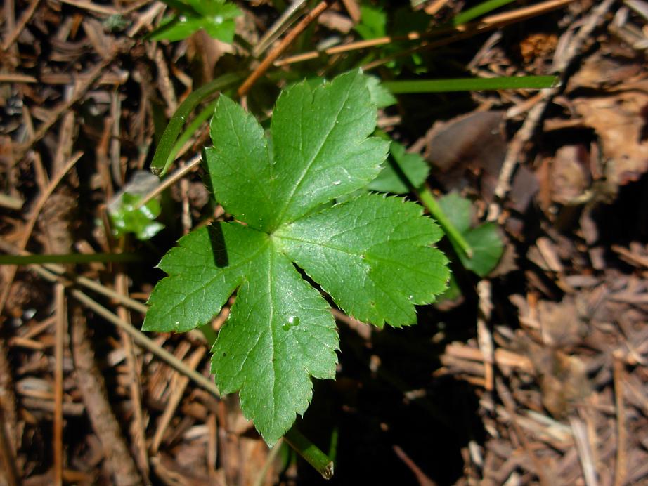 Sanicula europaea