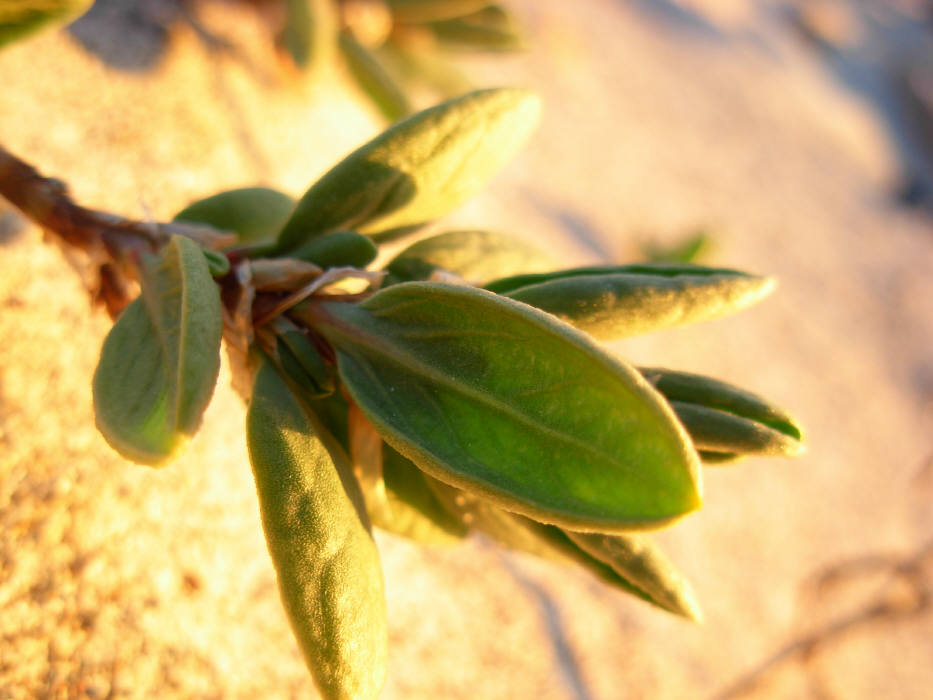 Polygonum maritimum