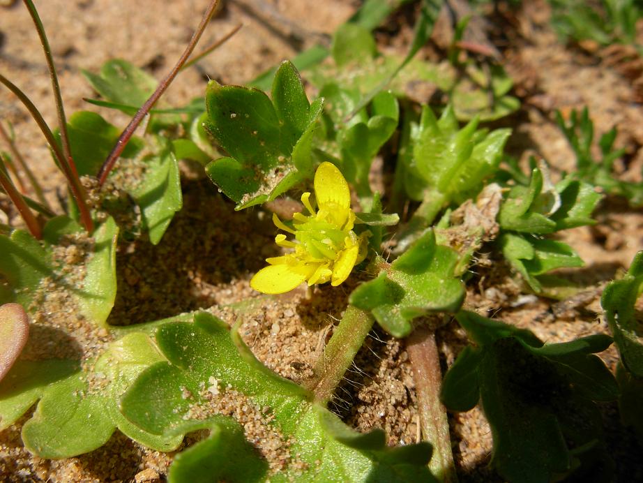 Ranunculus muricatus / Ranuncolo spinoso