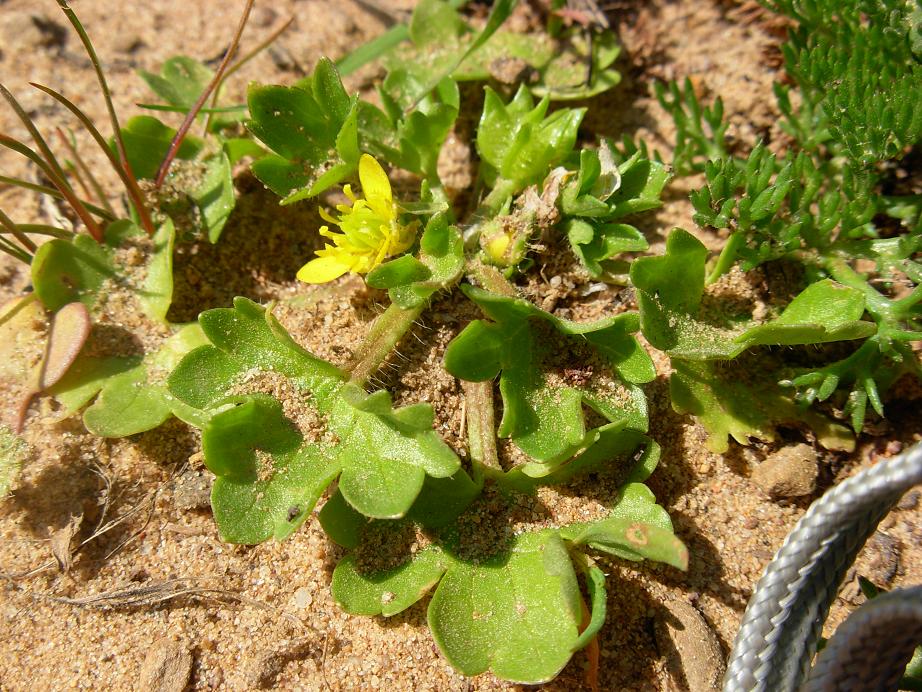 Ranunculus muricatus / Ranuncolo spinoso