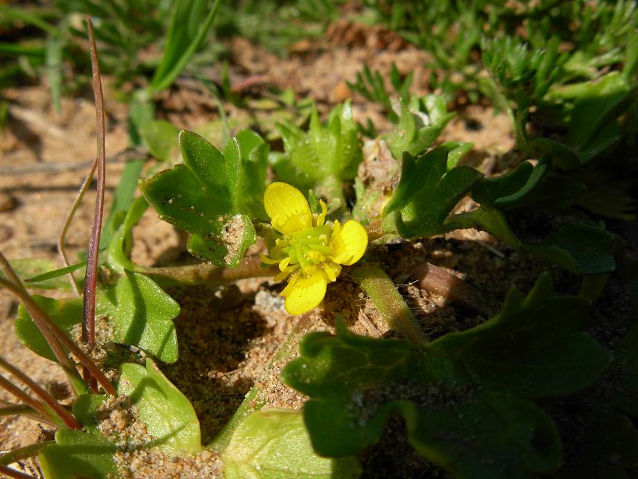 Ranunculus muricatus / Ranuncolo spinoso