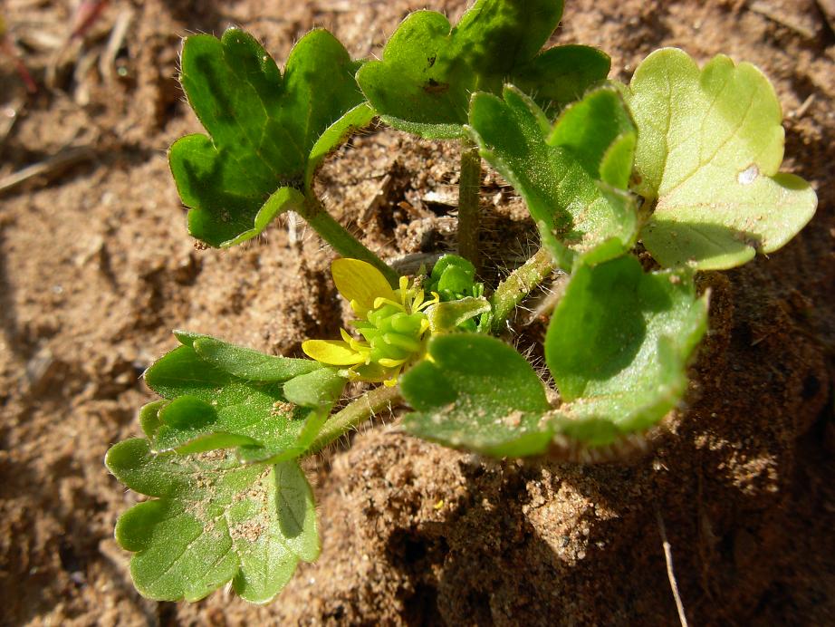 Ranunculus muricatus / Ranuncolo spinoso