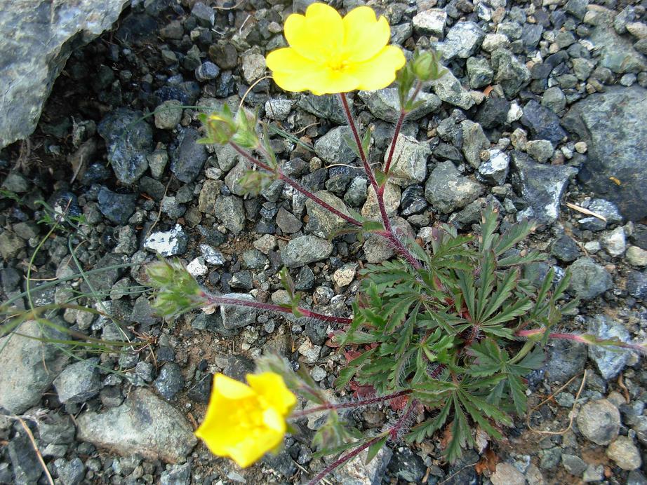 Potentilla pedata / Cinquefoglia pedata