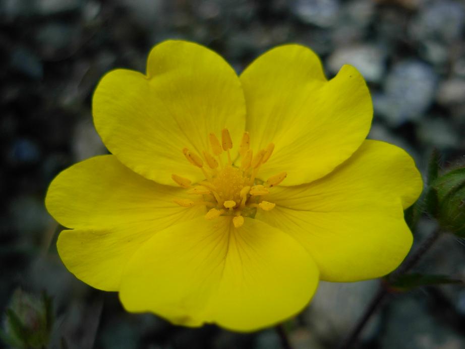 Potentilla pedata / Cinquefoglia pedata