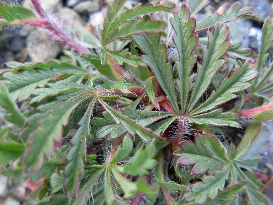 Potentilla pedata / Cinquefoglia pedata