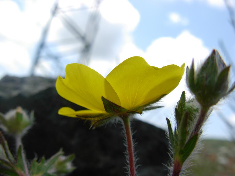 Potentilla pedata / Cinquefoglia pedata