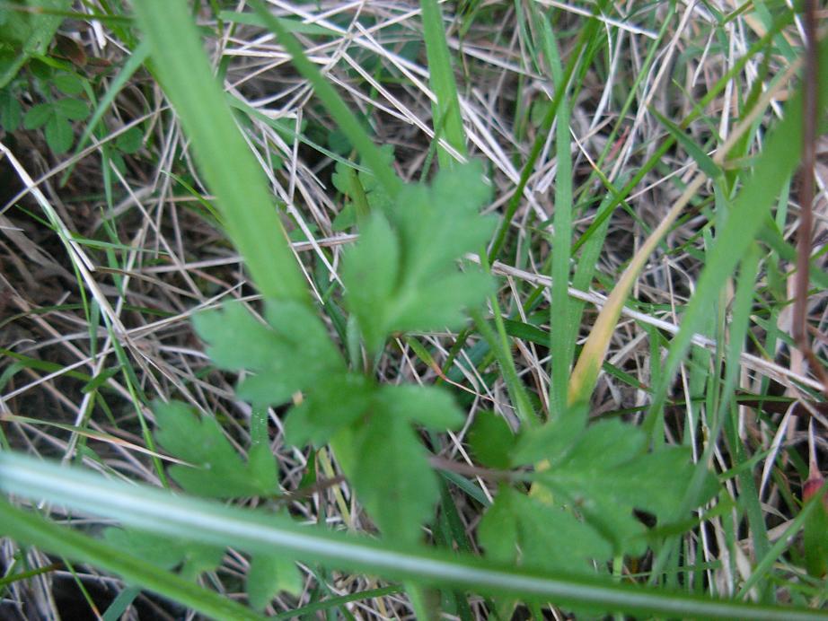 Appennino abruzzese - Cyclamen repandum e Anemone apennina