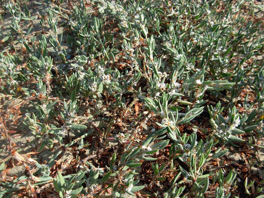 Polygonum maritimum