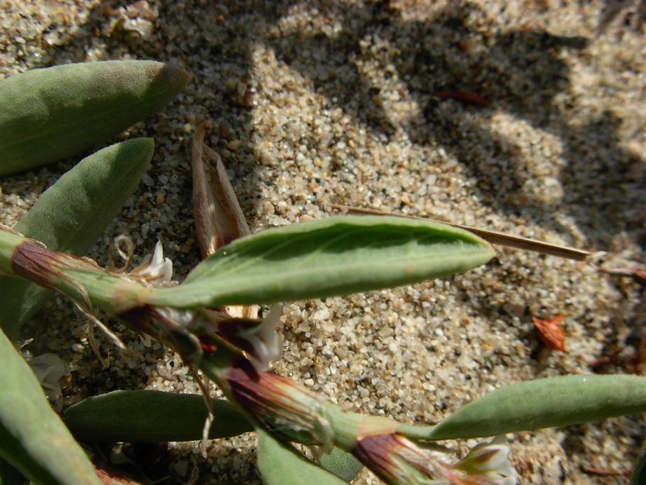 Polygonum maritimum