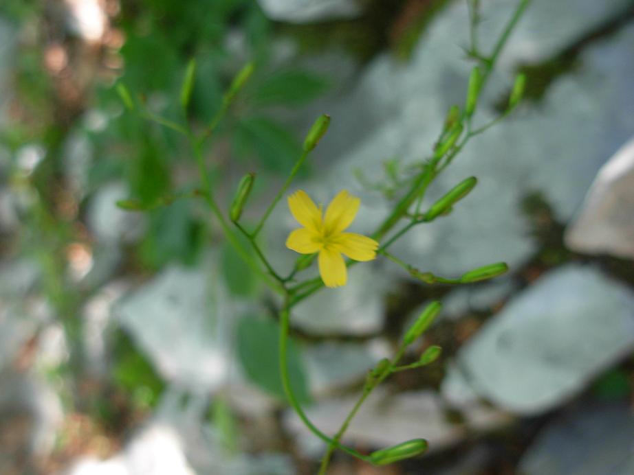 Mycelis muralis (=Lactuca muralis)