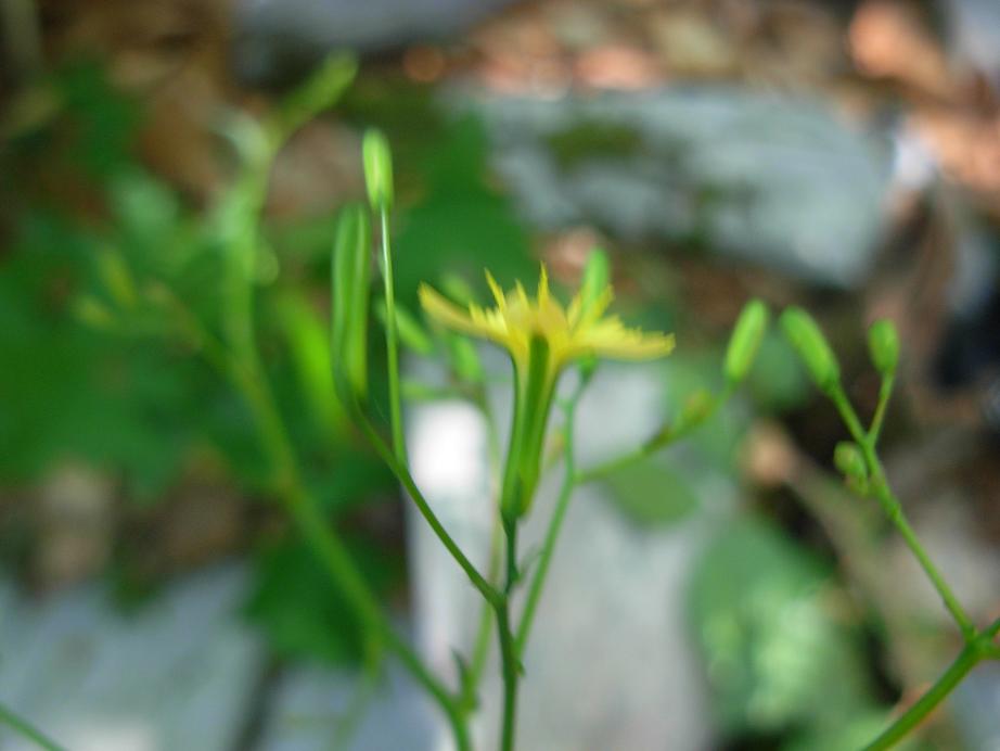 Mycelis muralis (=Lactuca muralis)