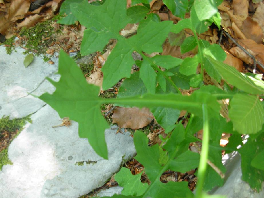 Mycelis muralis (=Lactuca muralis)