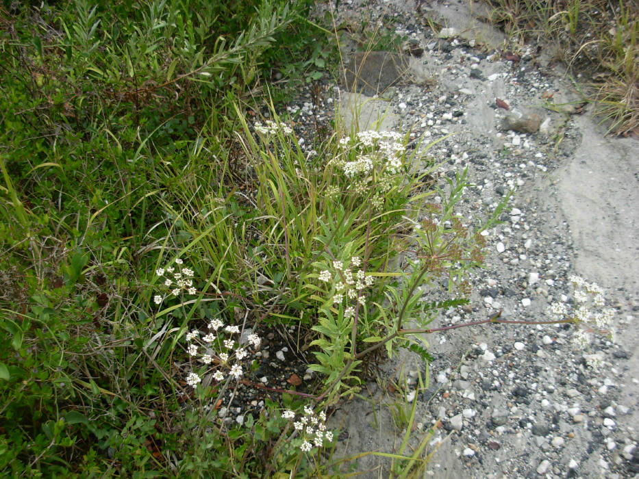 Peucedanum  cervaria (=Cervaria rivini ) / Imperatoria cervaria