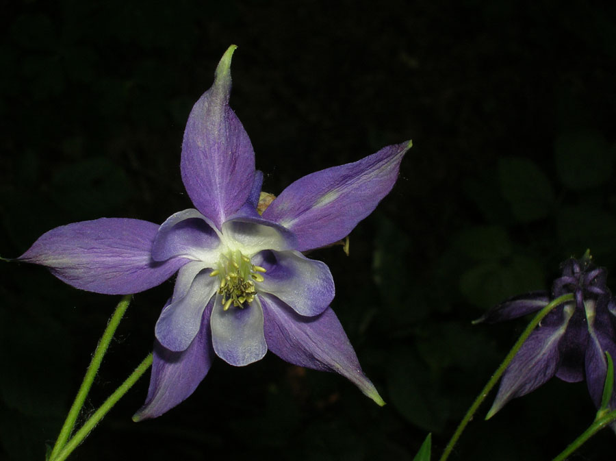 Aquilegia vulgaris