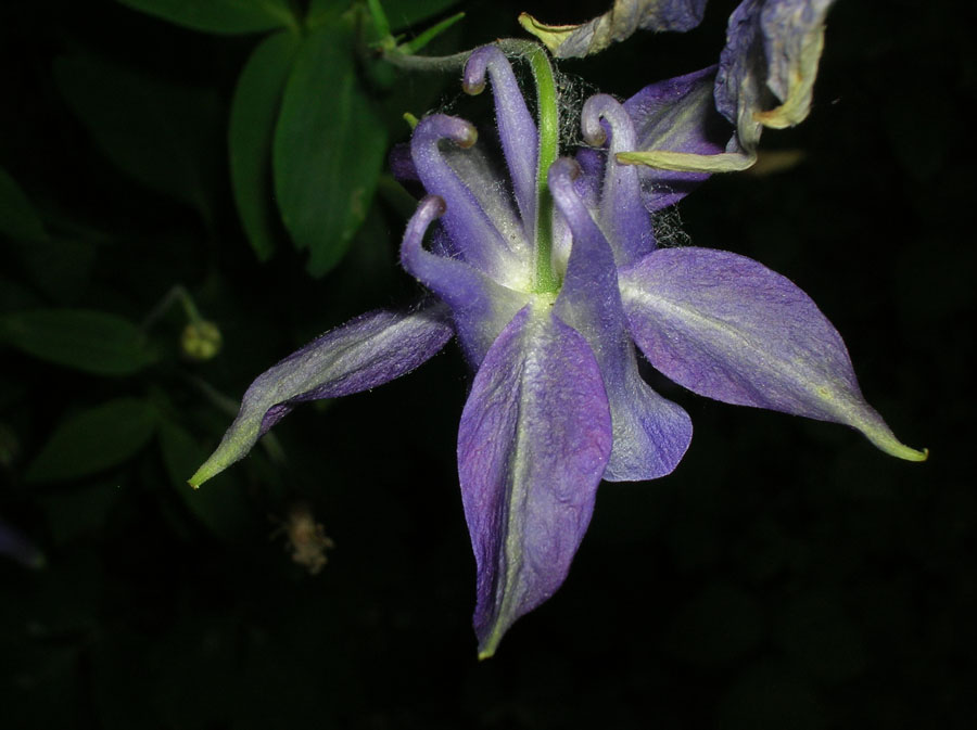 Aquilegia vulgaris