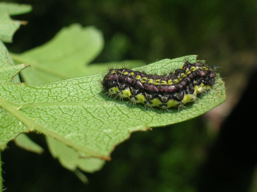 Aglaope infausta