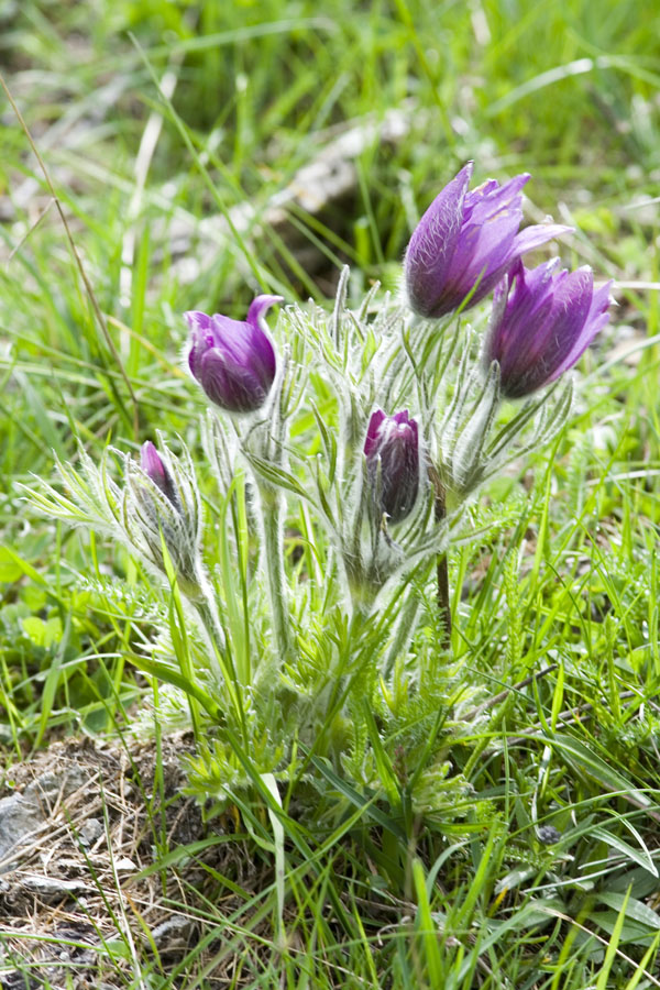 in montagna... Pulsatilla halleri