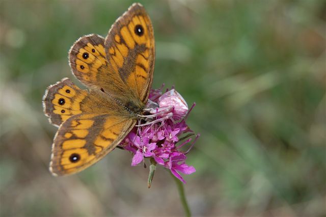 Amara sorpresa