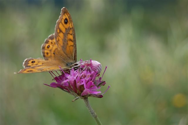 Amara sorpresa