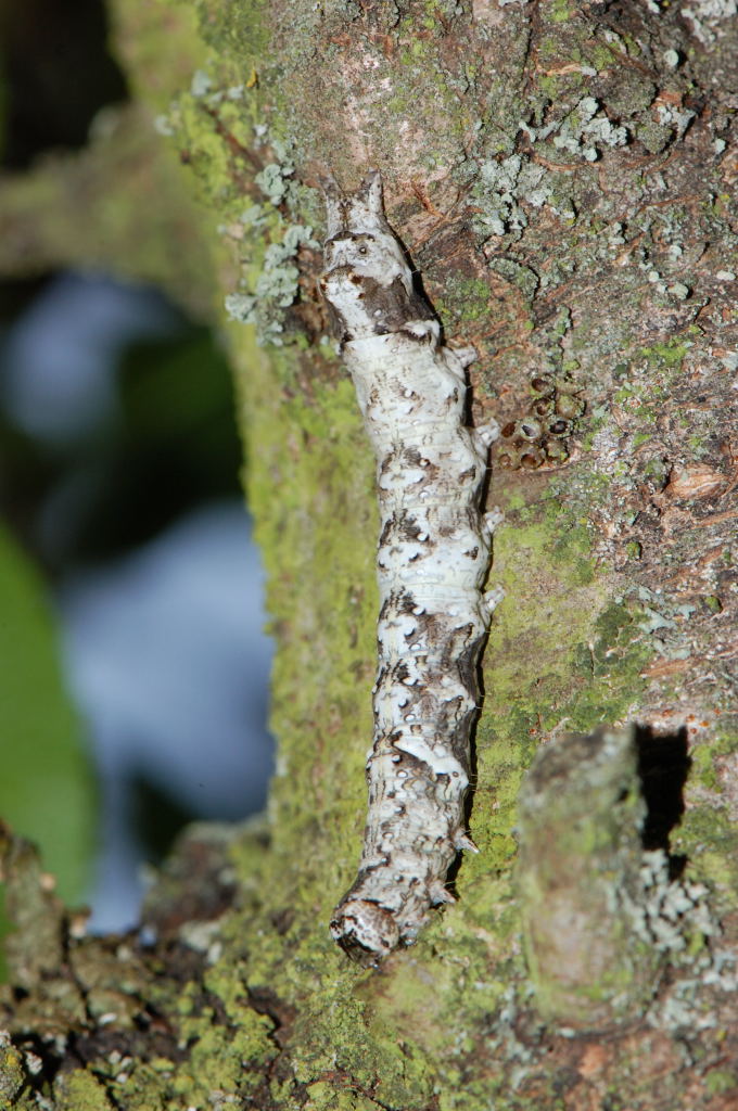 Bruchi da identificare