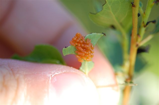 Chrysomela populi