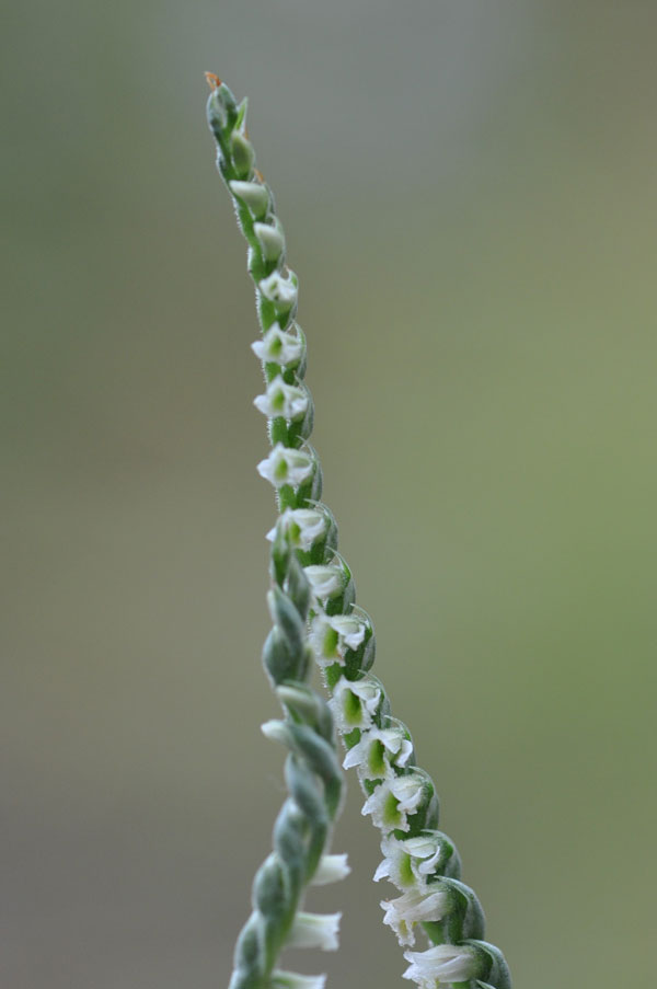 Spiranthes spiralis in Liguria.